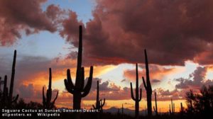 31052029saguaro