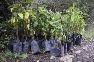 08062019reforestacion
