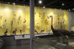 12102019aves