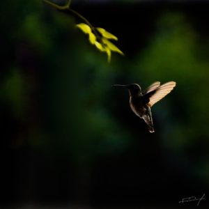 13052020colibri