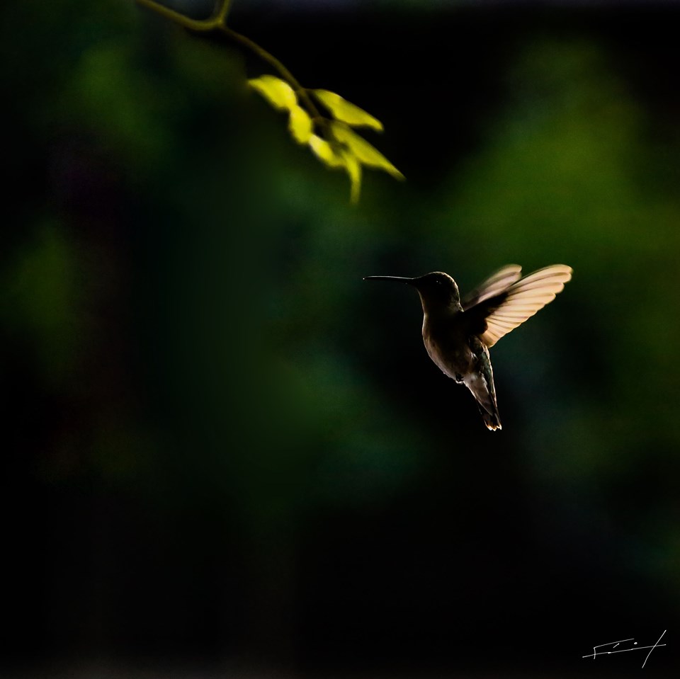 13052020colibri