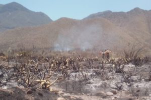21062020incendio