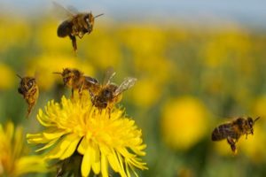 26062020abejas