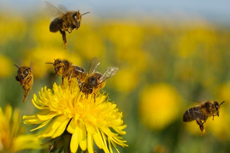 26062020abejas