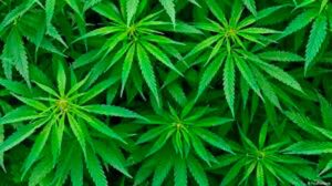 20112020marihuana00