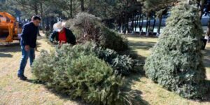 14122020pinos00