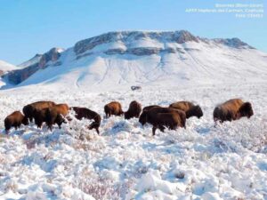 00bisontes0nieve00