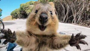 quokka