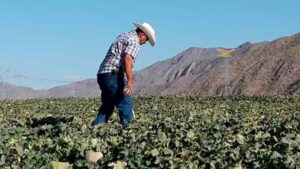 21112021ejidatariosempleos00