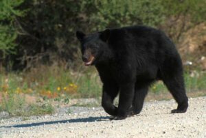 23122021sierraosos00