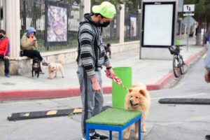 01022022mascotascursos00s