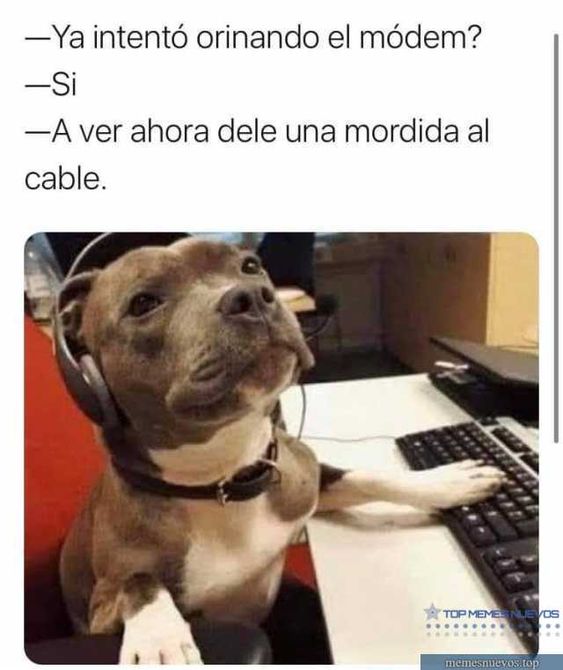 meme-perro5