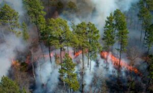 13042022incendiosforestaleswoods00