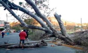 11052022vientosarbolesapagones00