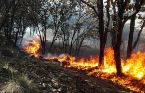 15052022forestalesbrigadas