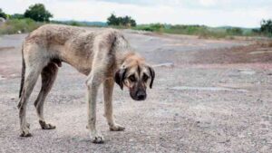 28082022maltratoanimal00