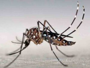 19052023dengue00