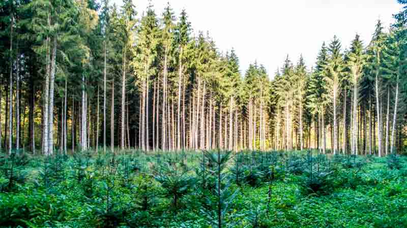 09052024reforestacion00
