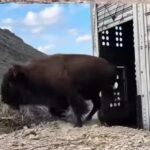 Regresan los gigantes a las praderas de Coahuila, llegan 44 bisontes a Cuatro Ciénegas